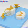 PNT-0621 high quality Spinal cord and spinal nerves model